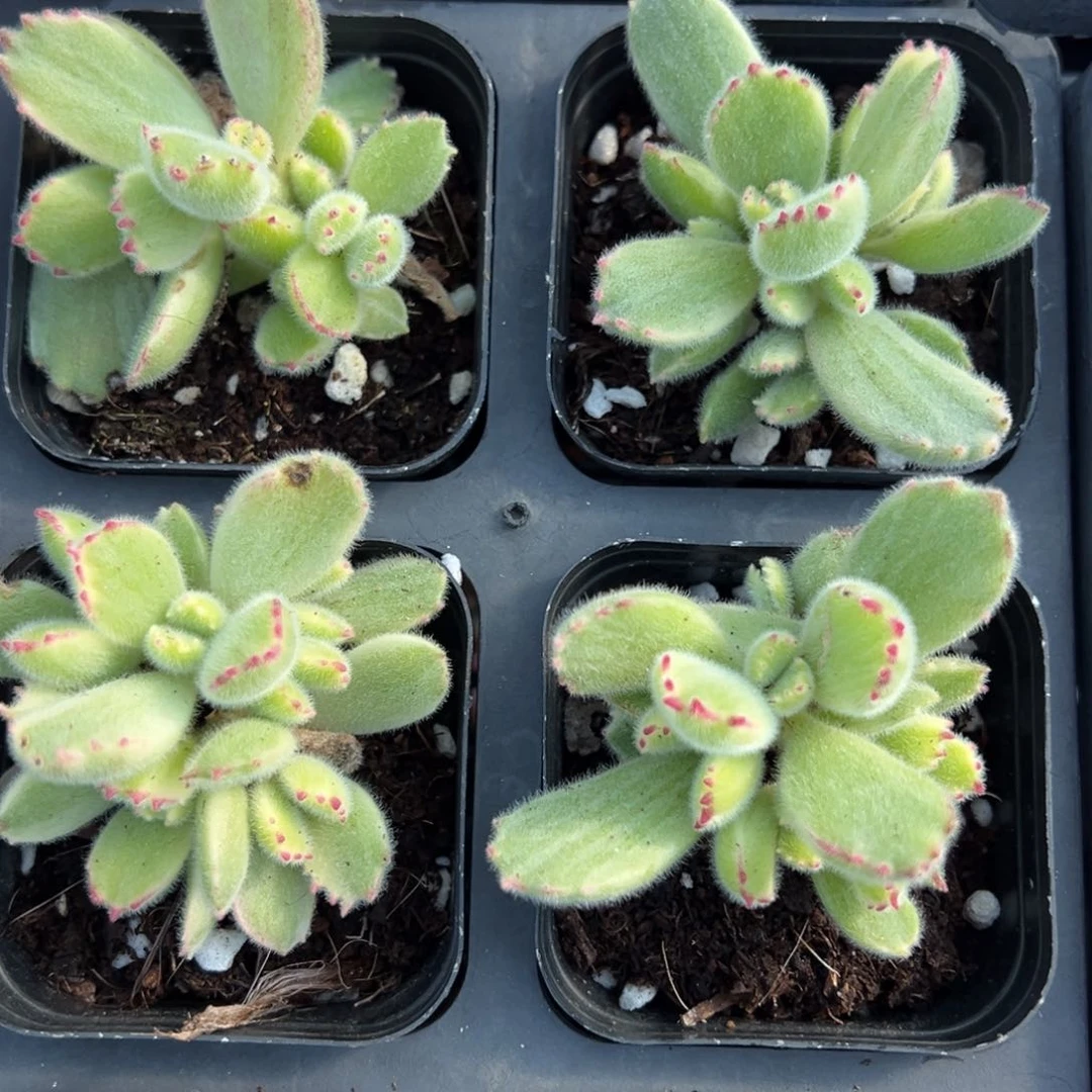 白熊一颗量拍多肉满20包邮下午发