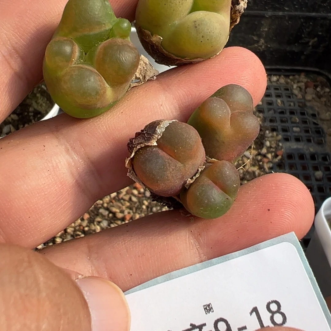 9-18肉锥多肉植物