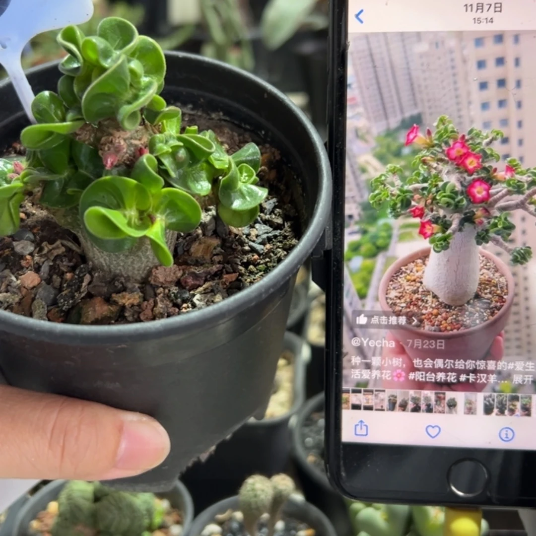 卡汉羊角带盆1111111