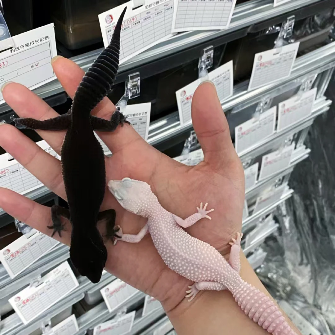 豹纹守宫蜥蜴活物新手入门易养温柔可爱可上手宠物