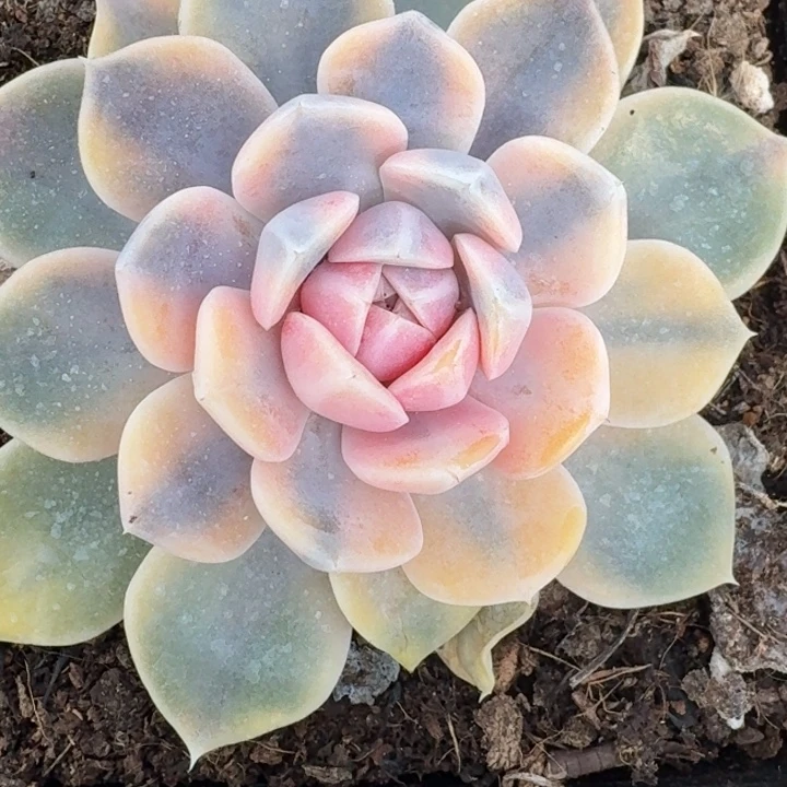 汉堡一物一拍好看