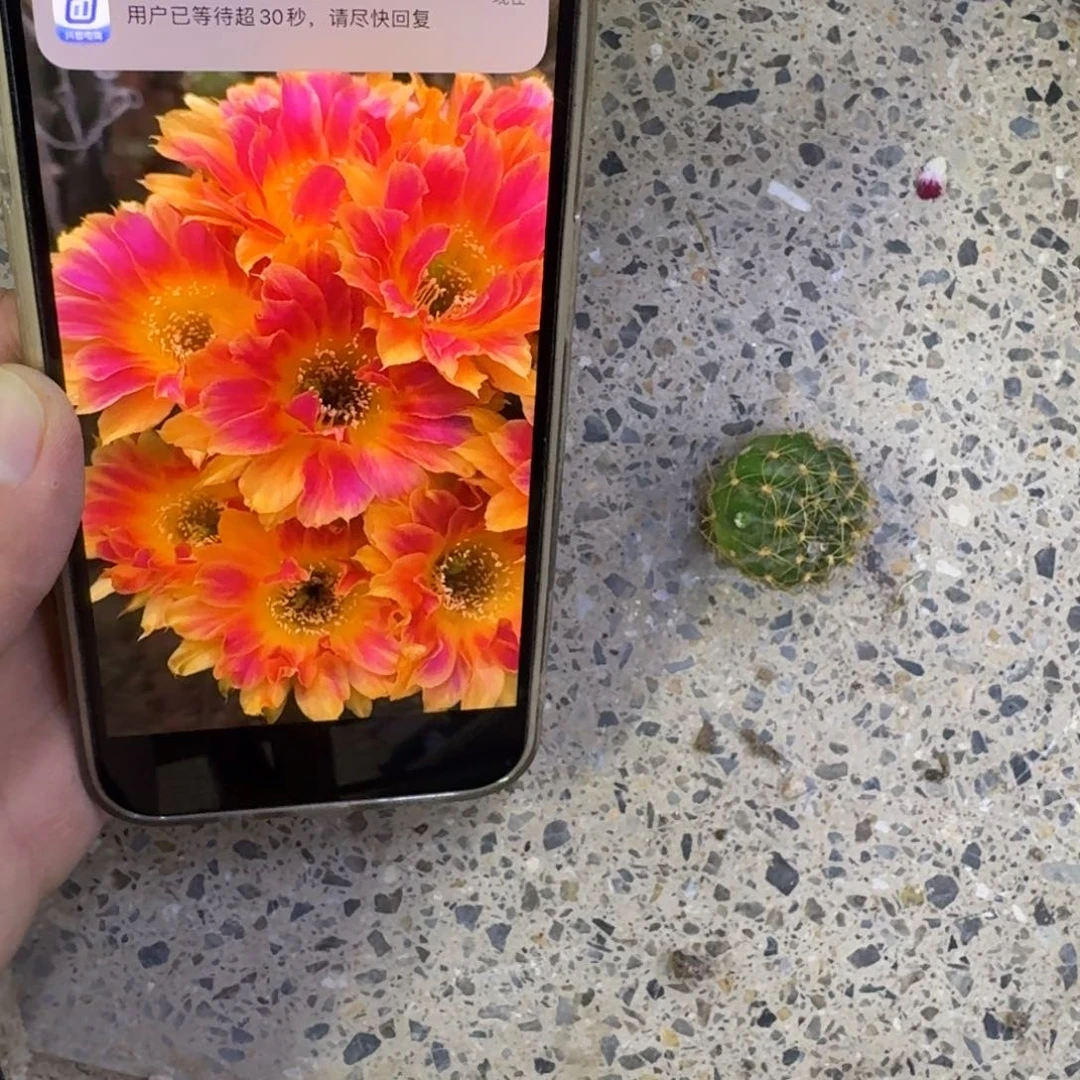 301丽花阳光明媚歪无根侧牙2到3公分左右，20包邮