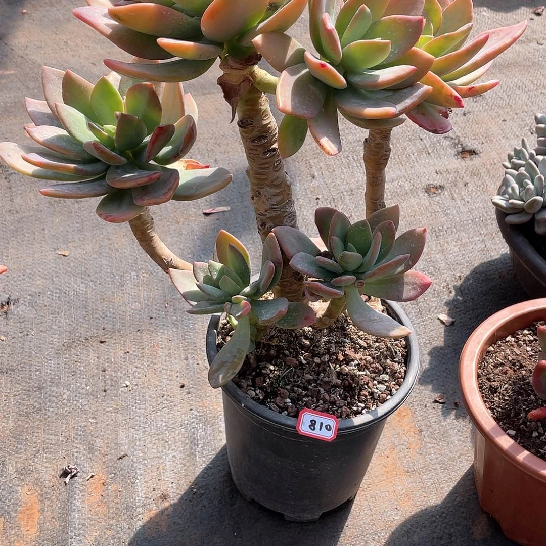 810芒果美人 一物一拍多肉