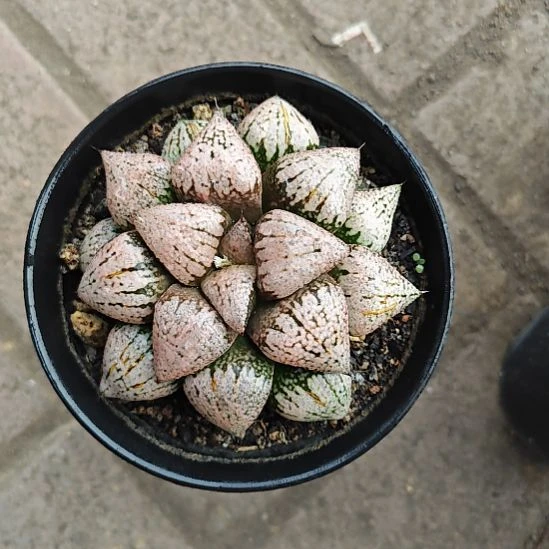 红白银一颗多肉植物