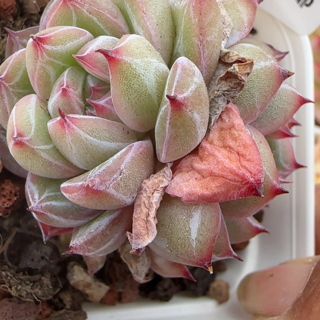 花语逸境0221-390