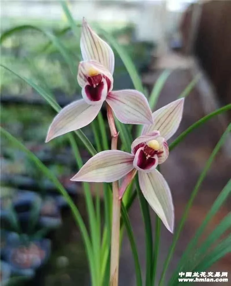 兰花莲瓣兰名品心心相印好养易活三苗连体