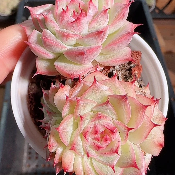 1115------164边线系麦秆