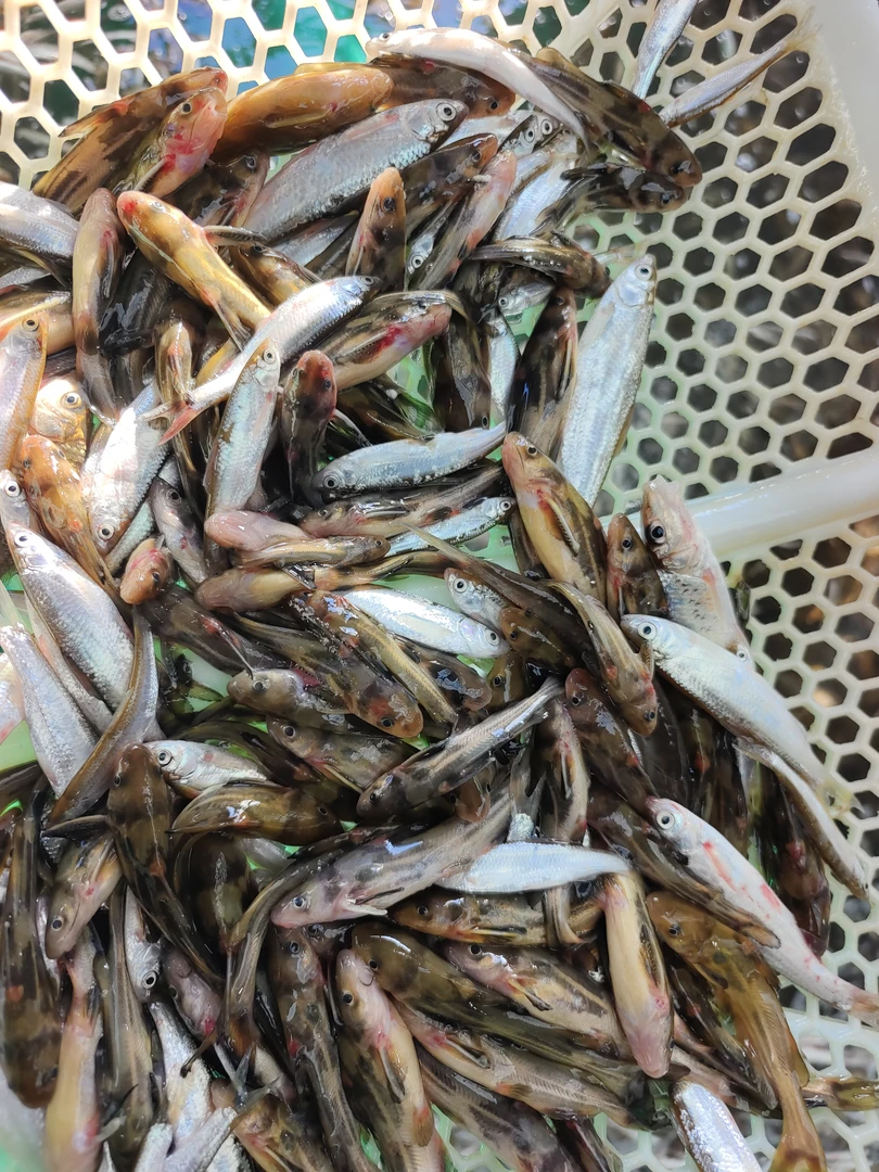 不包活小嘎了眼子鱼（嫌小别拍）