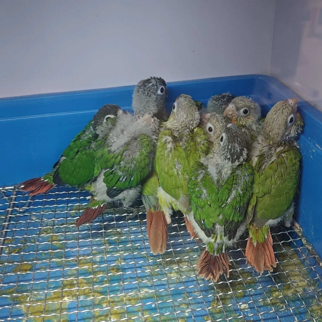 0天手养鹦鹉雏鸟断奶接活体