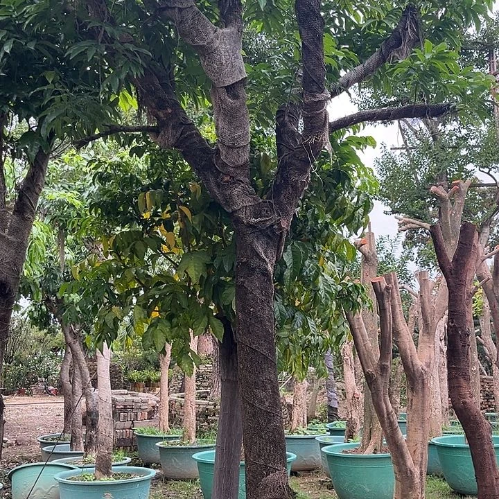 高***歌无花朵3467558657578467568577576