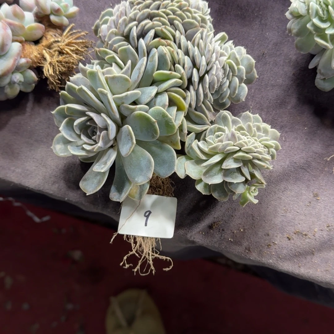 王****汉堡缀化瑕疵一物一拍9