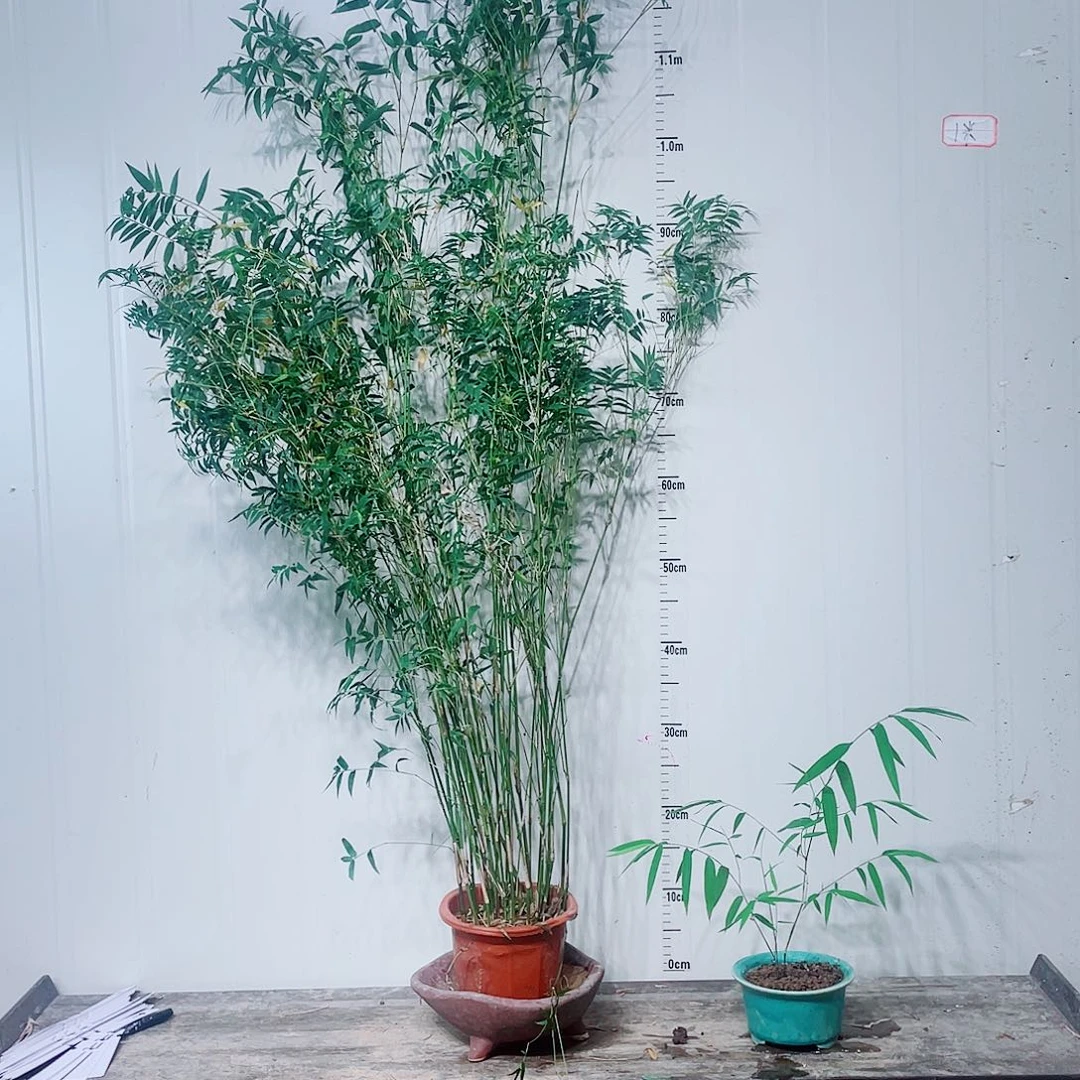 完全开放翡翠观音