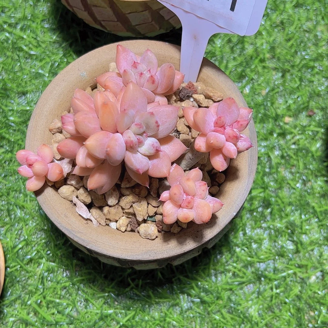 丫*?211老桩9.9元元元