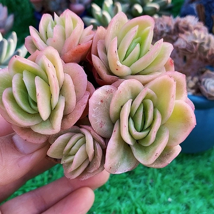 冰玫瑰锦带盆土多肉