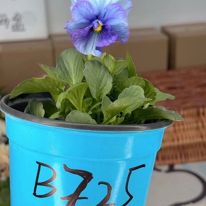 大部分花苞少量开放1106