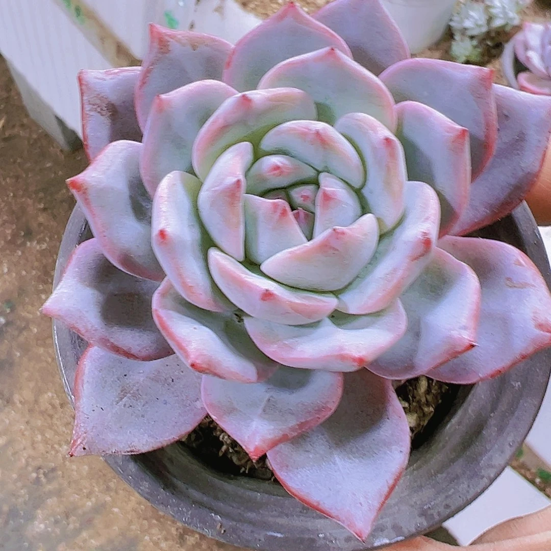 大芬兰鸟多肉植物19包邮