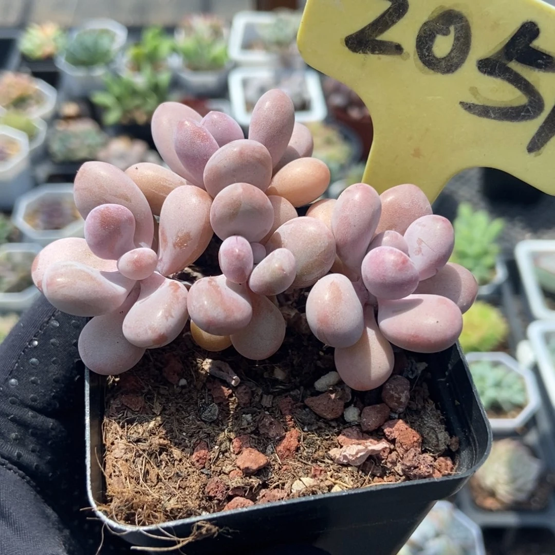 2051桃蛋多肉植物保护