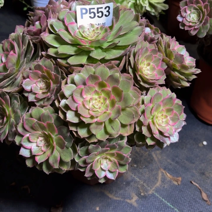 瑞妈，，。。。。553莲花座，