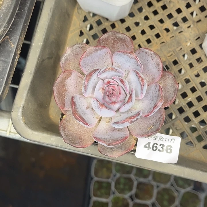 阿雅园艺。         4636昂黑骑士