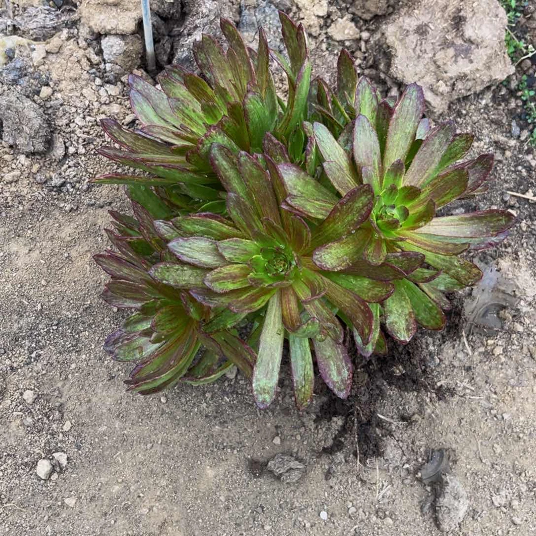 红丝绒多肉植物捧花的