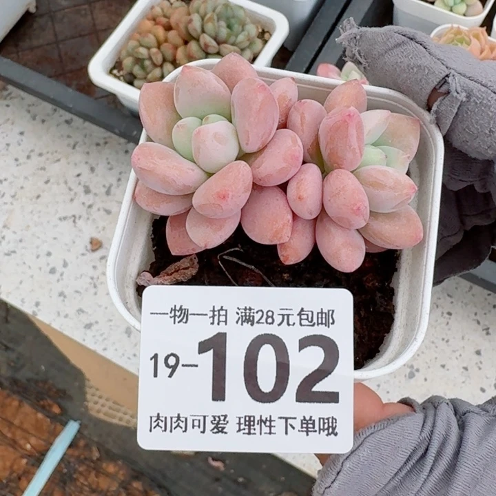 红洛神无盆土发货无盆