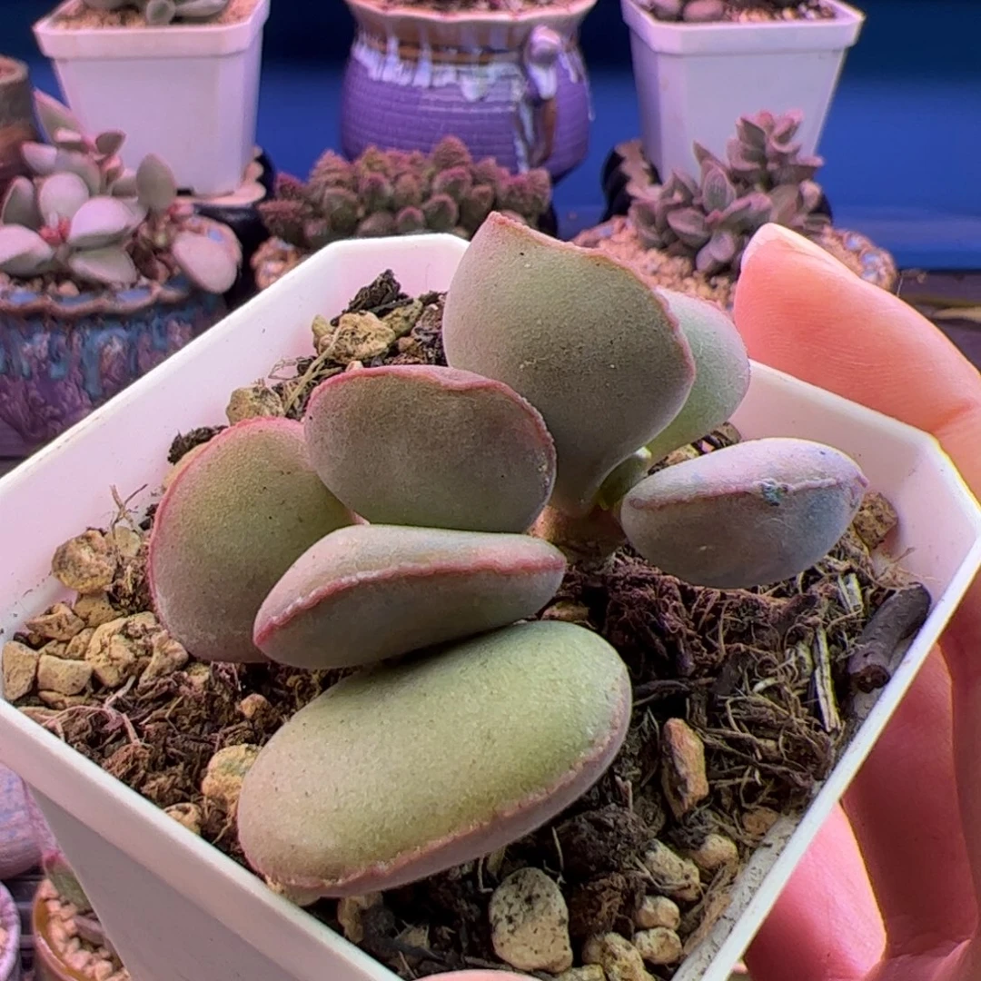 ：****我们的生活方式是什么