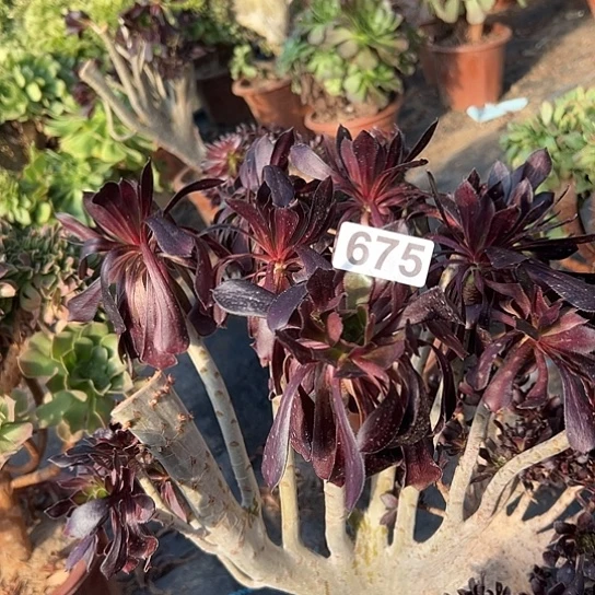 用***3多肉植物一个有伤675