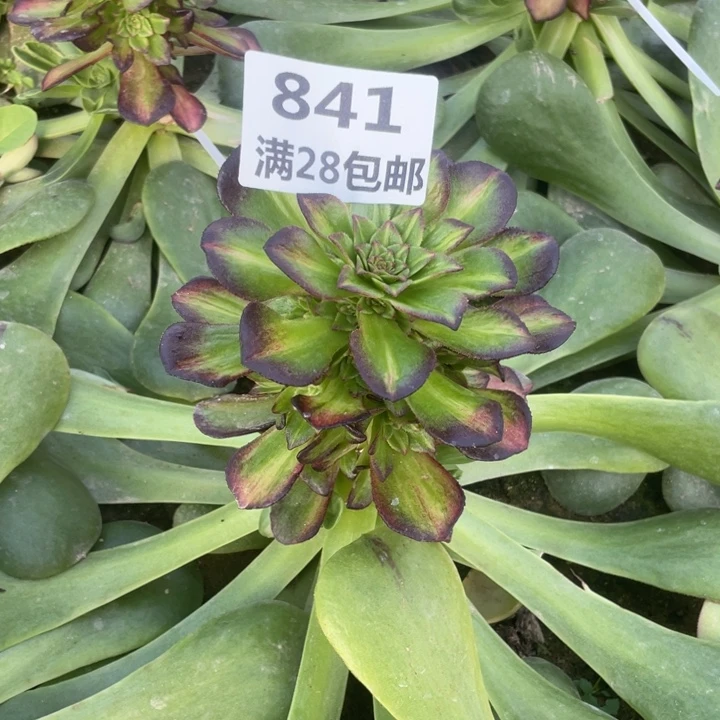 841嫁接海王七彩三号棚