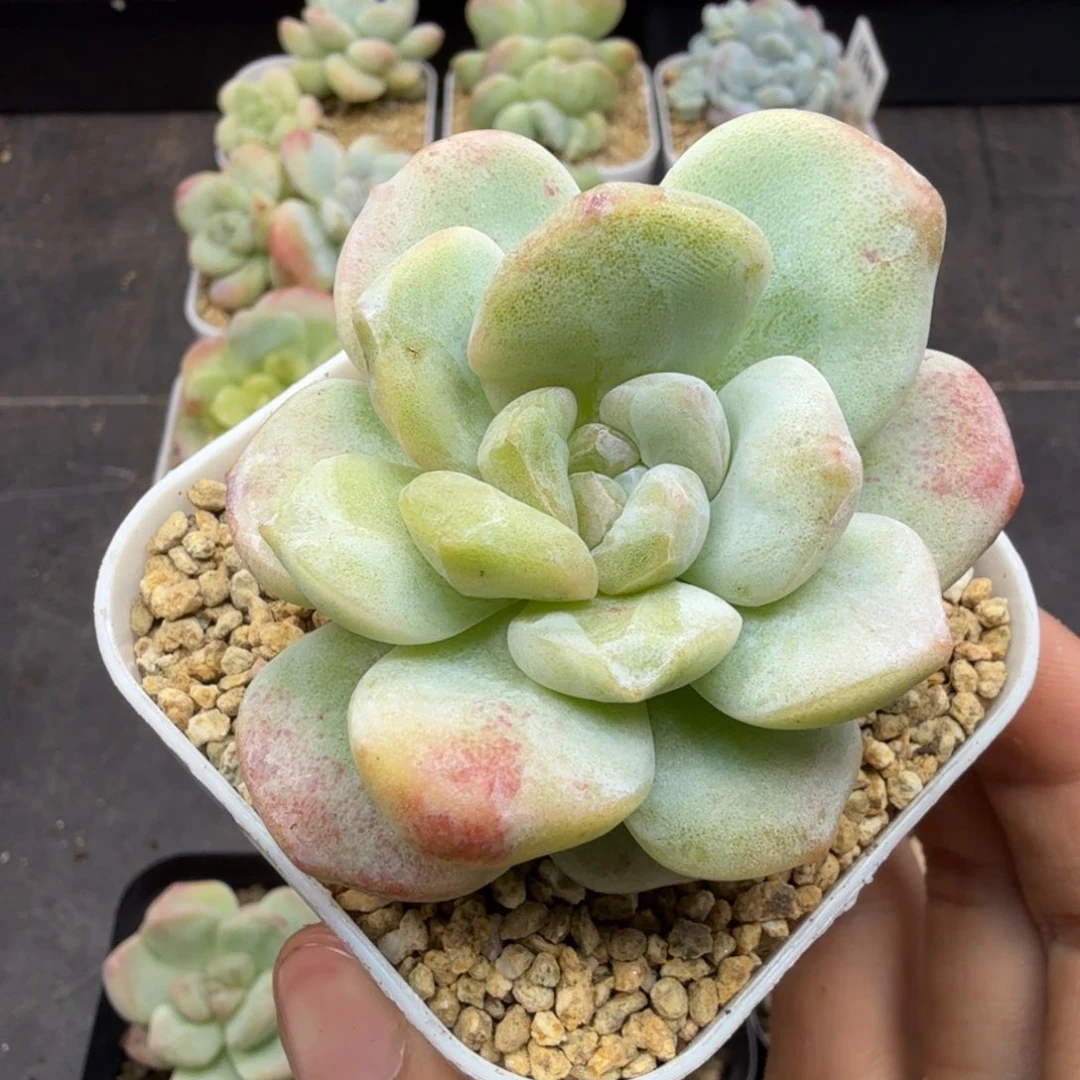 冰玉石化锦冰玉石化锦