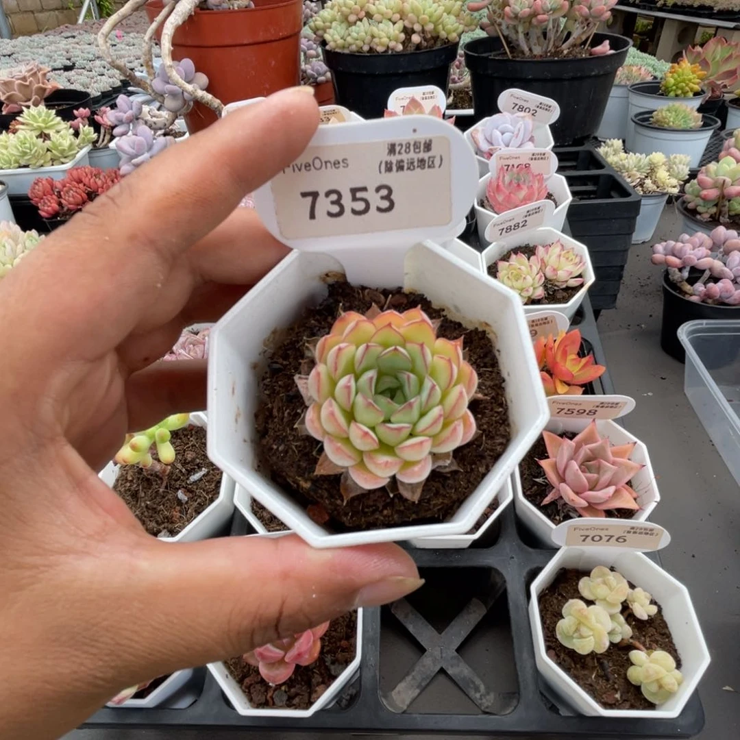 7353梦幻玫瑰4.0厘米