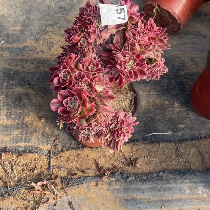 多肉粉女巫朵朵，杆子有瑕疵157