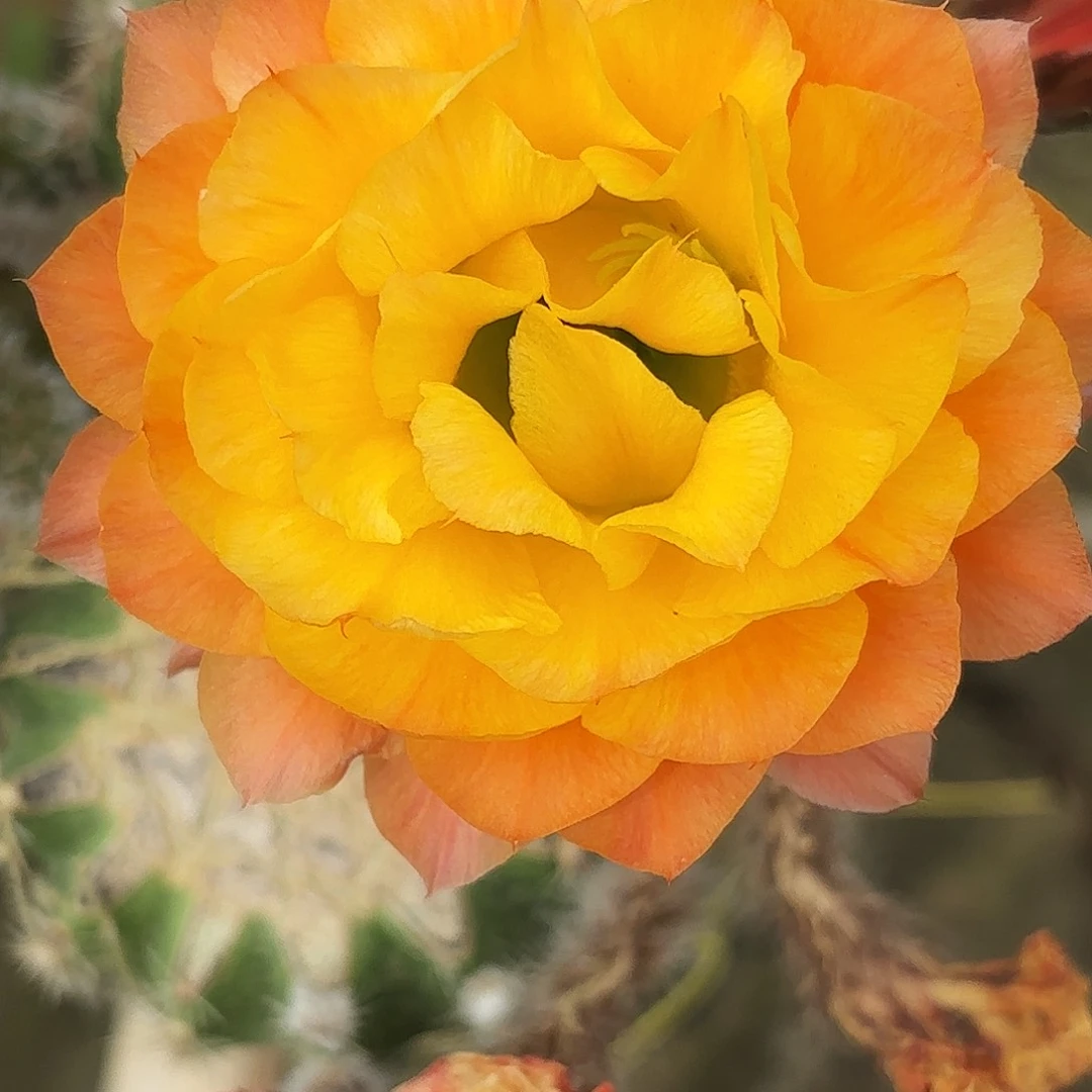 小牡丹3到四公分