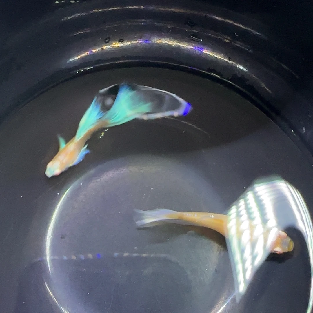 孔雀鱼蓝白飞船一对