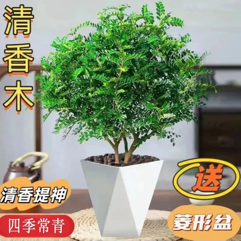 白色菱形盆清香胡椒木室内阳台绿植盆栽好养护净化空气