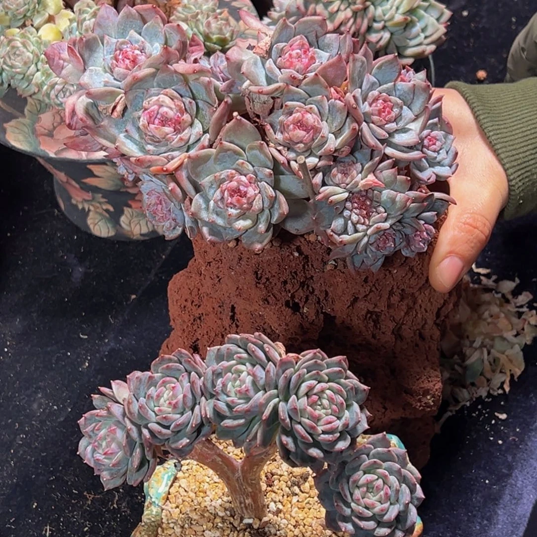 水蜜桃 珍妮两颗天天开心