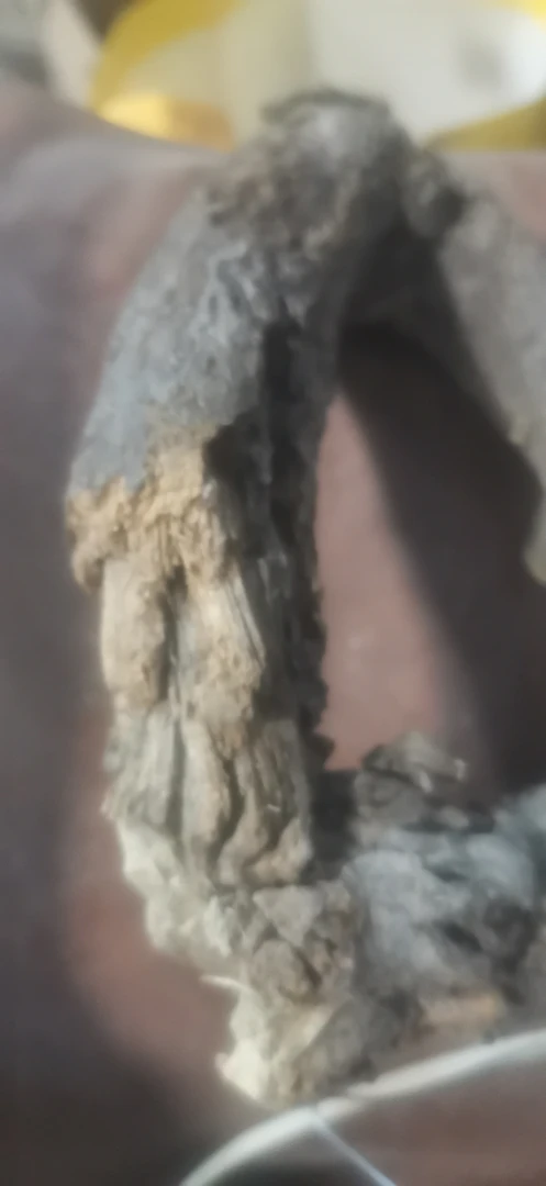 野生甘草老货新疆甘草野生整支黄芪片