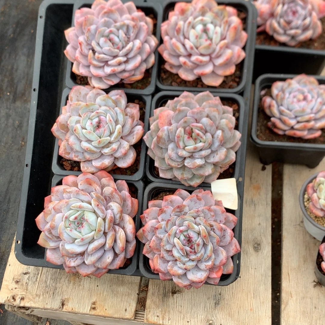 11厘米溏心橙子 六棵 5612