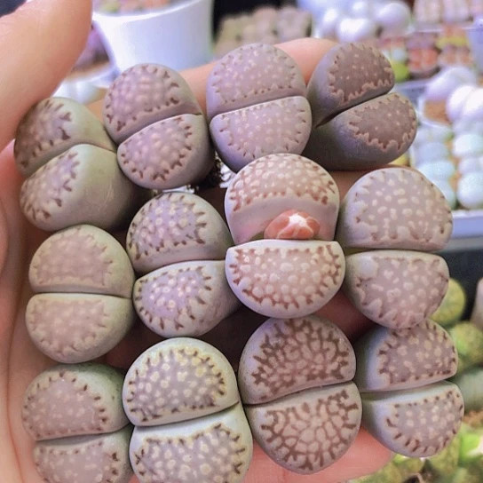 无花朵0274，2.4-2.8厘米如图