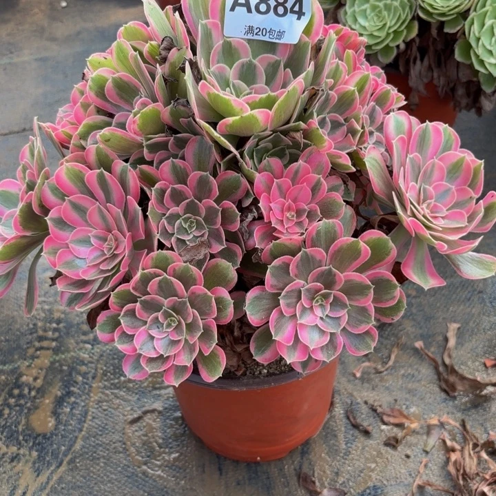 瑞妈多肉园艺884男神