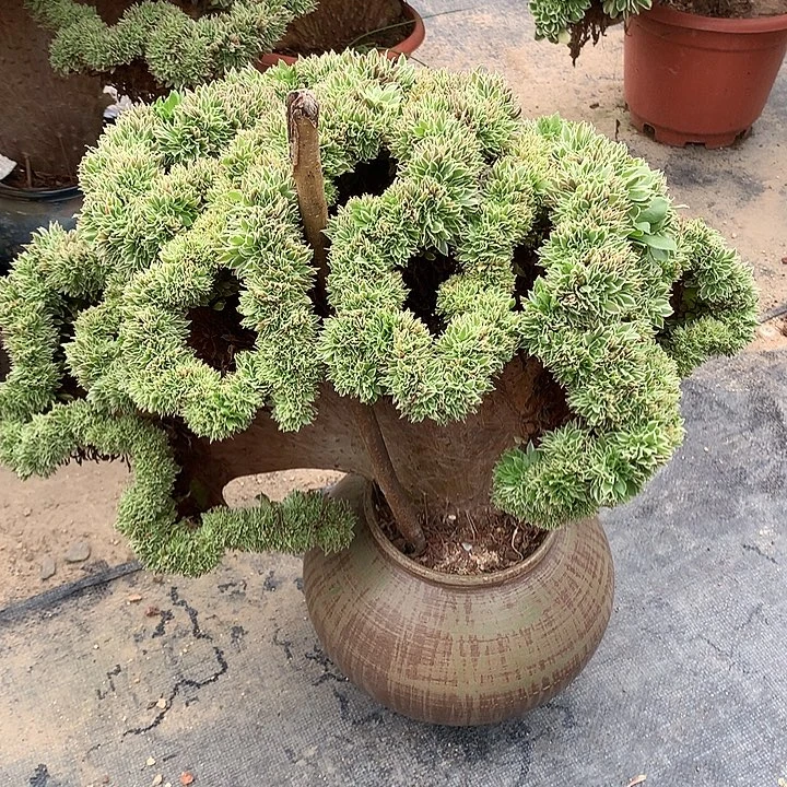 微瑕盘龙白凤缀化脱土发货