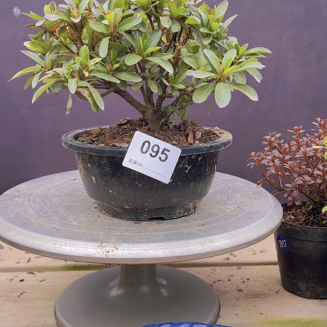 红陶直播时间一定一定