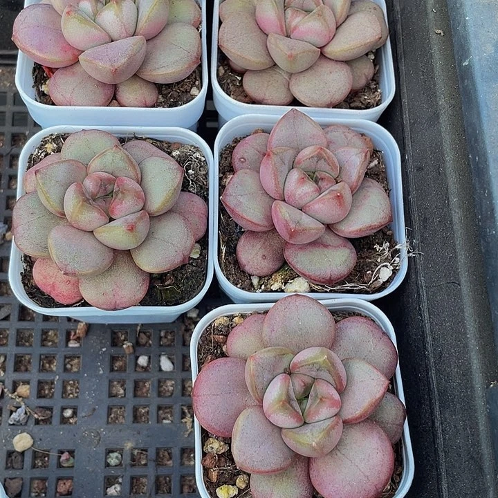 单头葡萄2.8带盆土