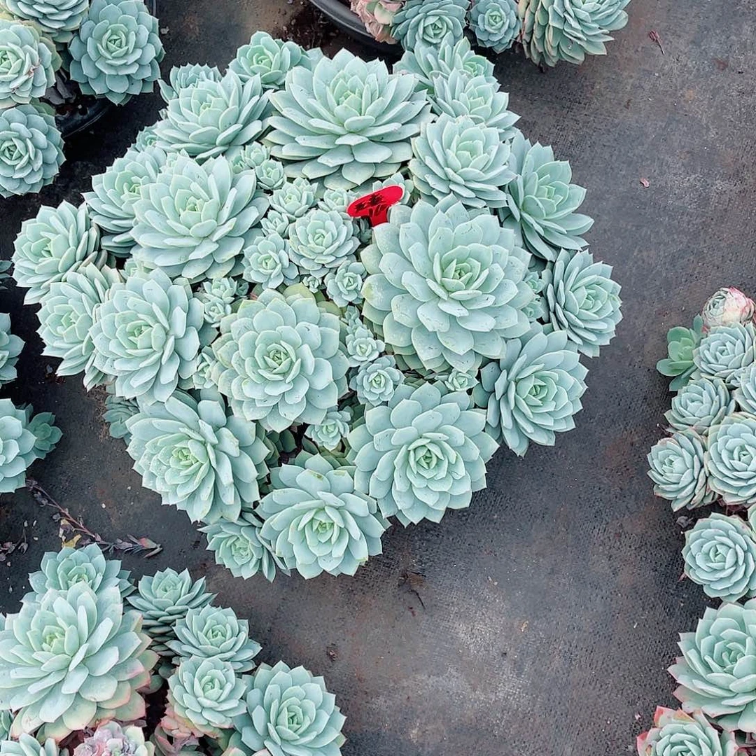 恋曲，周老太多肉。