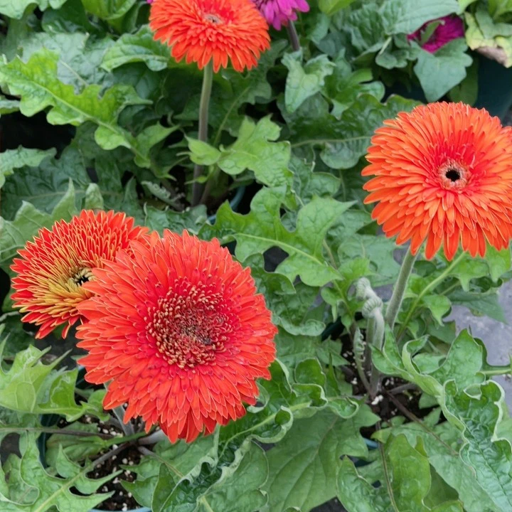 高杆非洲菊菊花系列荣耀橘色