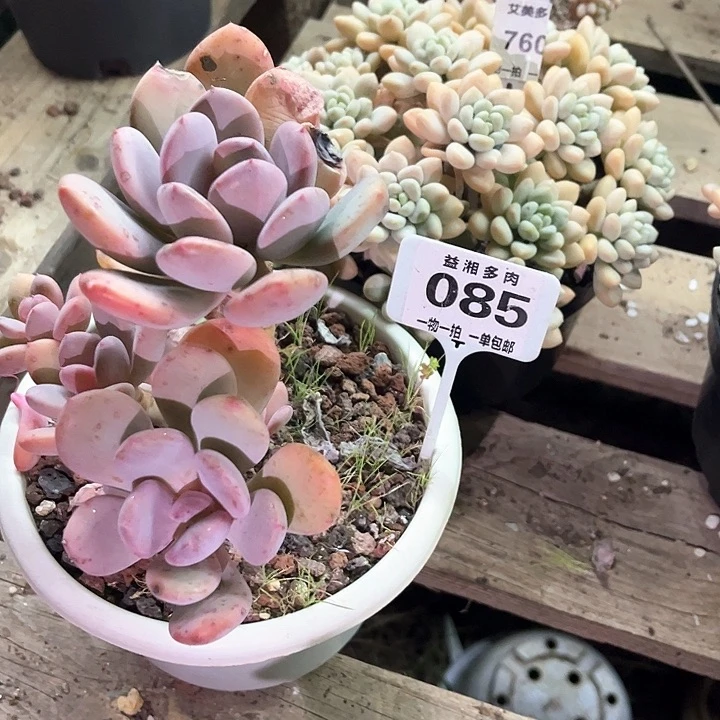 红陶湫**u灰姑凉多肉植物