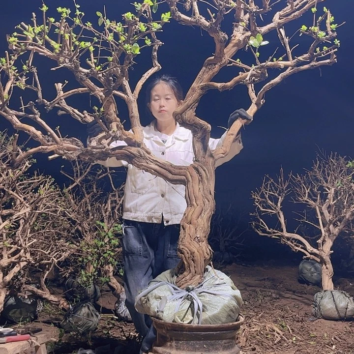 当前无花栽培后可以开花