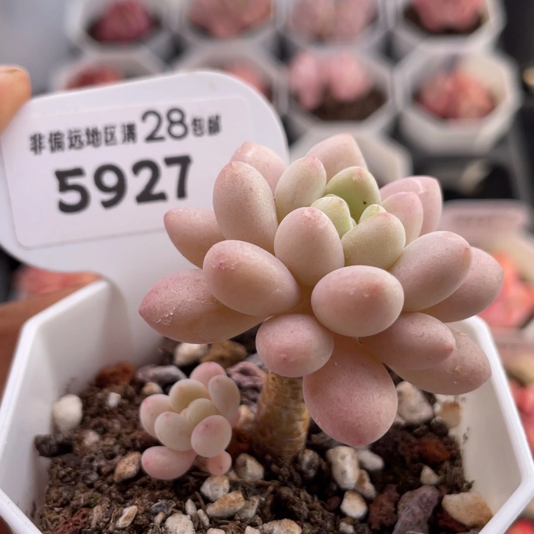 洛可可5927-4.5厘米