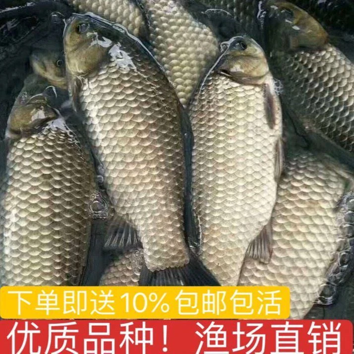 【顺丰包邮】四川优质中科5号鲫鱼长势好养活饵料鱼水族活体宠物鱼