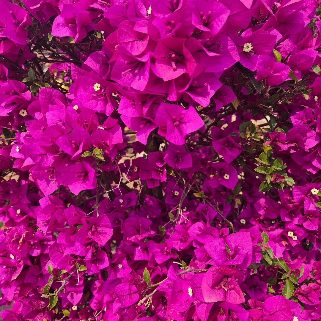 三角梅老桩（不售后）运输途中落花落叶打焉破皮属于正常介意慎拍