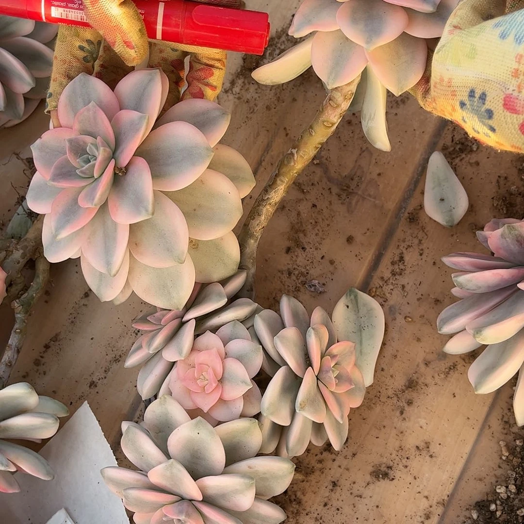 ʚ****ɞ冷白皮紫乐锦C7